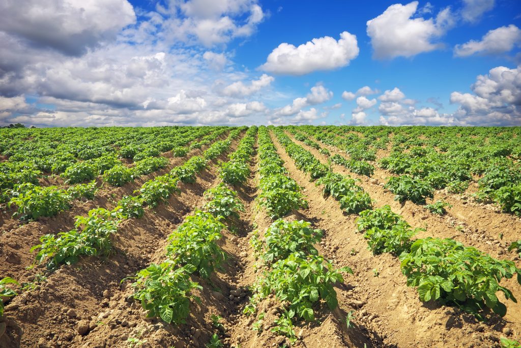 Landschaft mit einem Kartoffelacker bei blauem Himmel