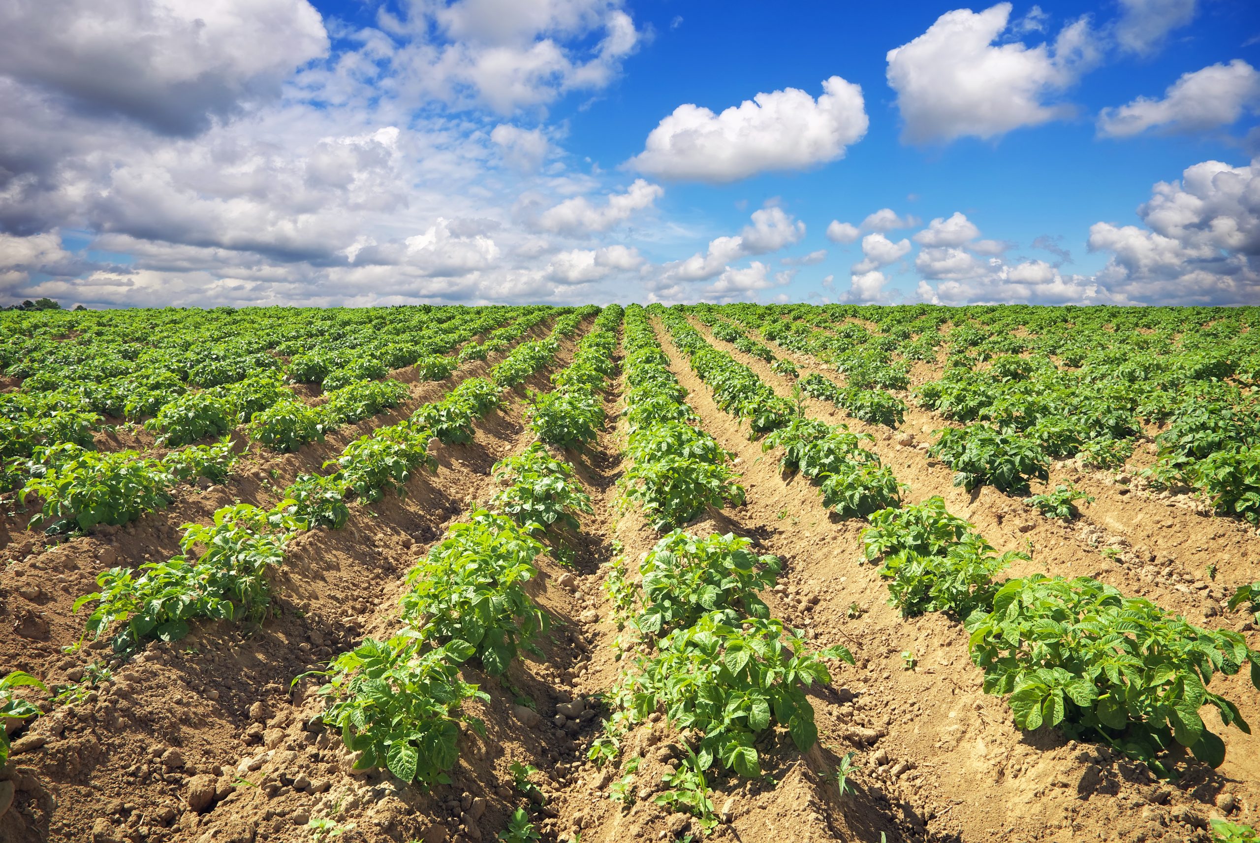Landschaft mit einem Kartoffelacker bei blauem Himmel